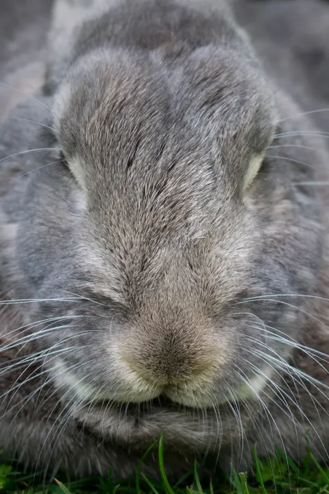 Królik Tapeta na Telefon · pets · 1440×2160