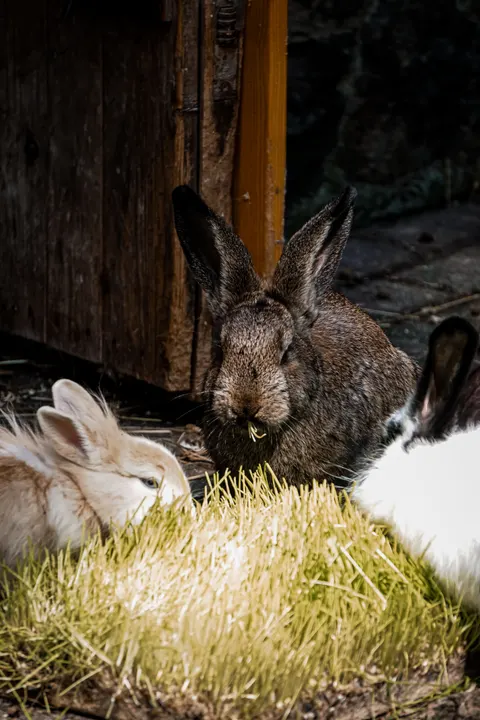 Bunny Phone Wallpaper · pets · 1440×2160
