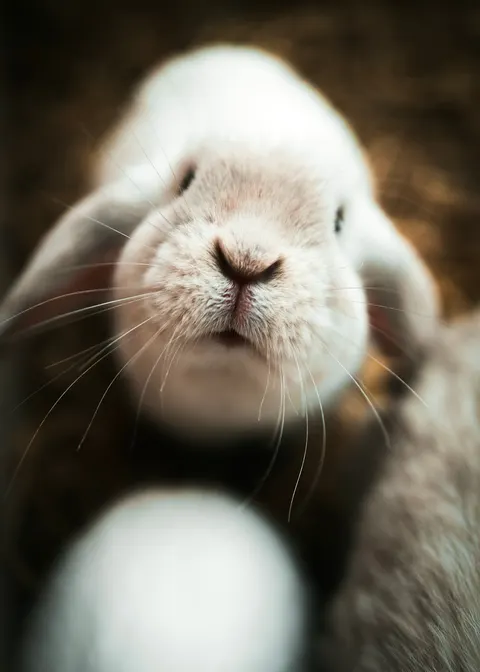 Bunny Phone Wallpaper · pets · 1440×2016