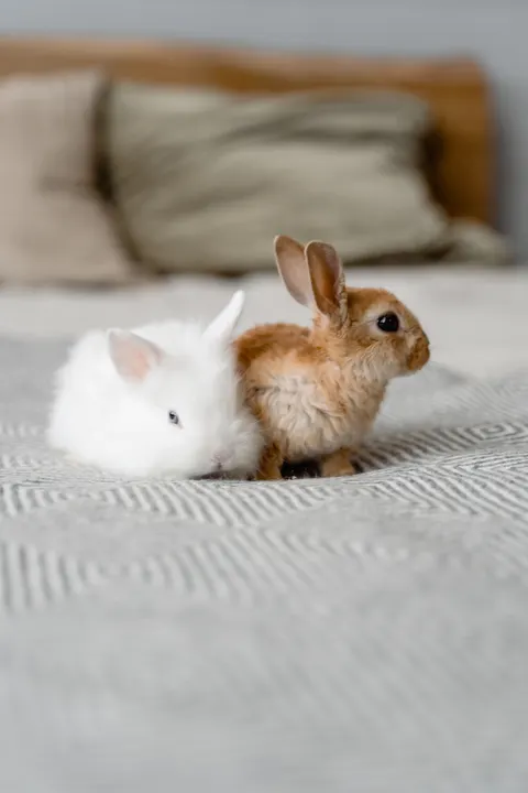 Bunny Phone Wallpaper · pets · 1440×2160