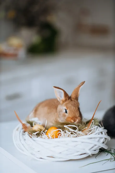 Bunny Phone Wallpaper · pets · 1440×2160