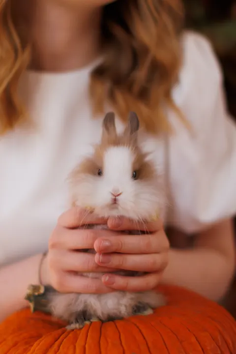 Bunny Phone Wallpaper · pets · 1440×2160