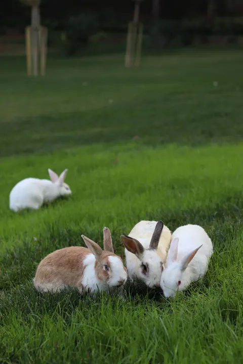 Bunny Phone Wallpaper · pets · 1440×2160