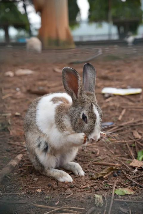 Bunny Phone Wallpaper · pets · 1440×2160