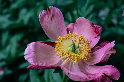 Fond d'écran Pivoine 4K · flowers · 3840×2563