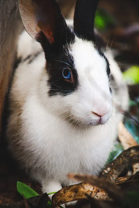 Bunny Phone Wallpaper · pets · 1440×2160