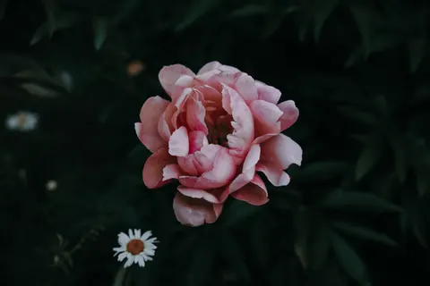 Şakayık 4K Duvar Kağıdı · flowers · 3840×2560