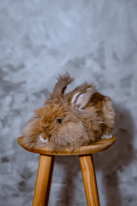 Bunny Phone Wallpaper · pets · 1440×2157