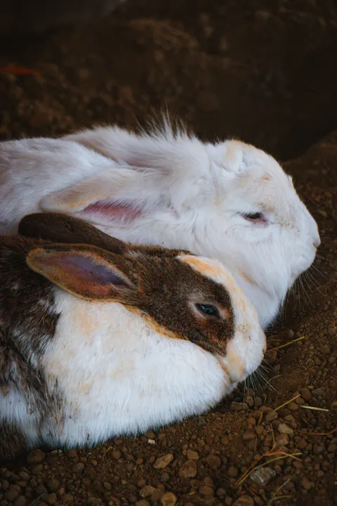 Bunny Phone Wallpaper · pets · 1440×2160