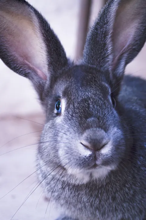 Bunny Phone Wallpaper · pets · 1440×2166