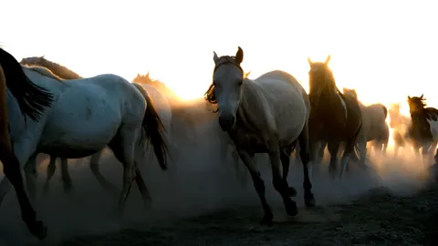 At 4K Duvar Kağıdı · animals · 3840×2159