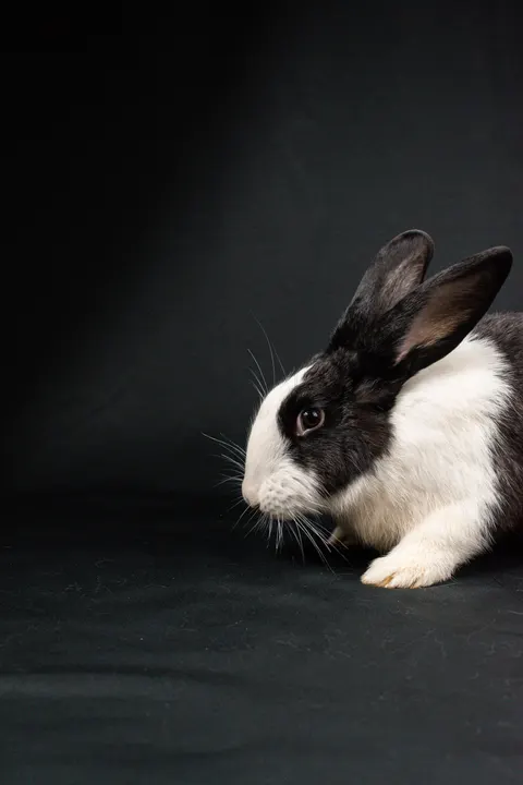 Bunny Phone Wallpaper · pets · 1440×2160