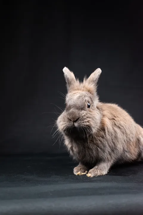 Bunny Phone Wallpaper · pets · 1440×2160