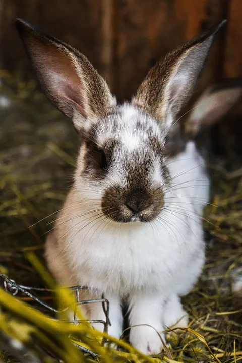 Bunny Phone Wallpaper · pets · 1440×2160