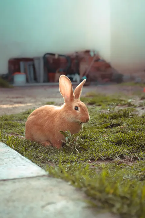 Bunny Phone Wallpaper · pets · 1440×2166