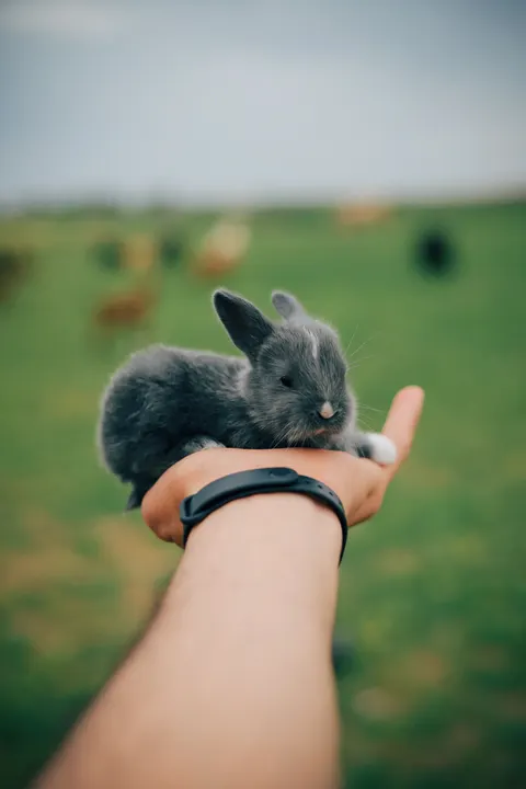 Bunny Phone Wallpaper · pets · 1440×2160