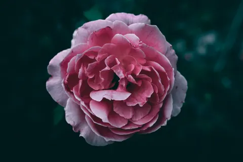 Peony 4K Wallpaper · flowers · 3840×2560