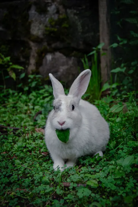 Bunny Phone Wallpaper · pets · 1440×2160