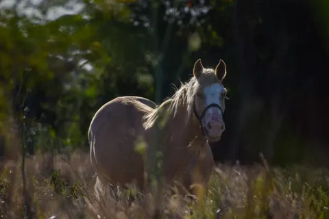 At 4K Duvar Kağıdı · animals · 3840×2560