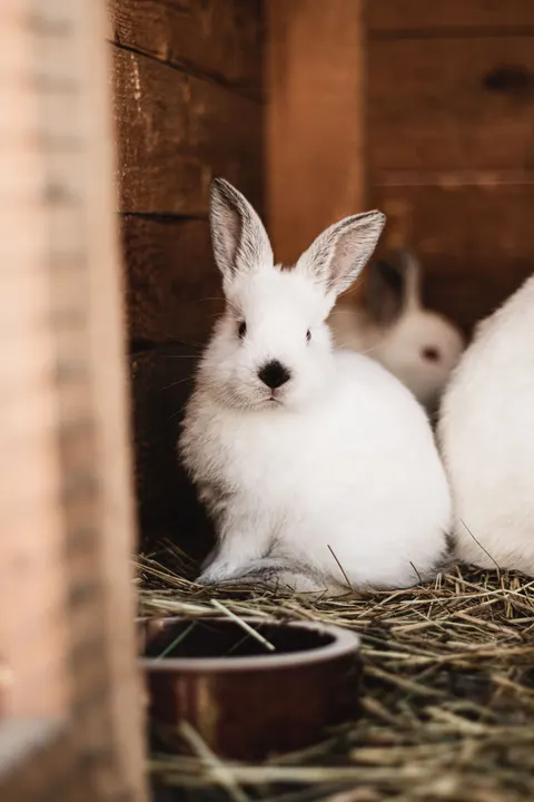 Bunny Phone Wallpaper · pets · 1440×2160