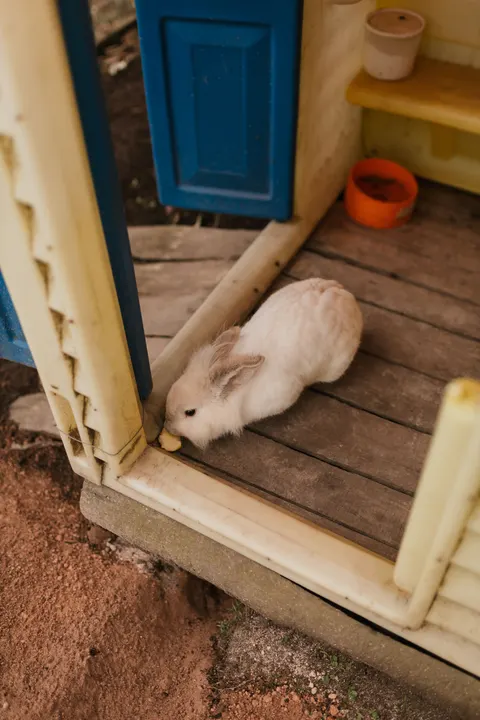 Bunny Phone Wallpaper · pets · 1440×2160