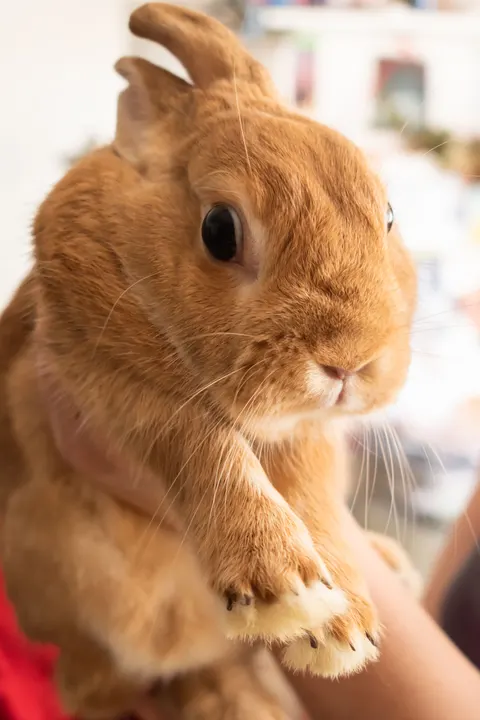 Bunny Phone Wallpaper · pets · 1440×2160