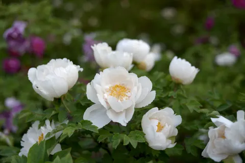 पियोनी 4K वॉलपेपर · flowers · 3840×2563