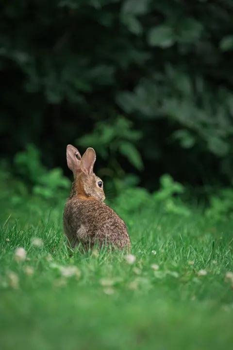 Bunny Phone Wallpaper · pets · 1440×2157
