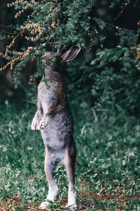 Bunny Phone Wallpaper · pets · 1440×2160
