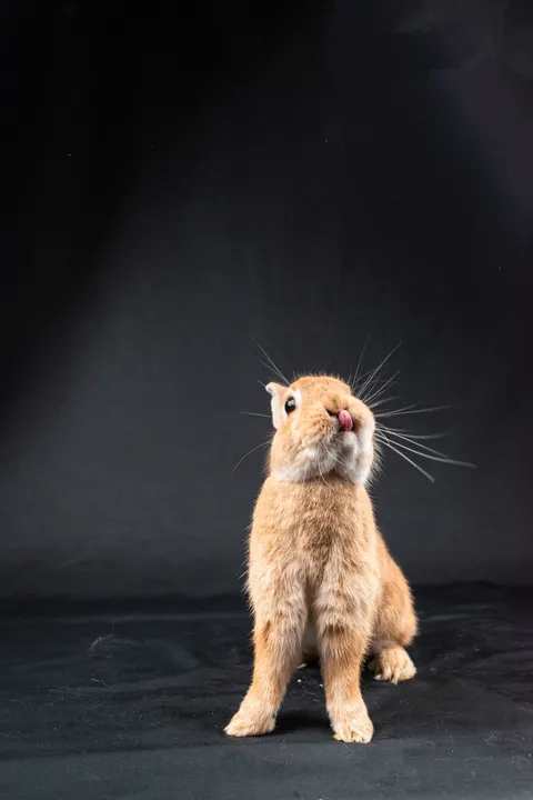 Bunny Phone Wallpaper · pets · 1440×2160