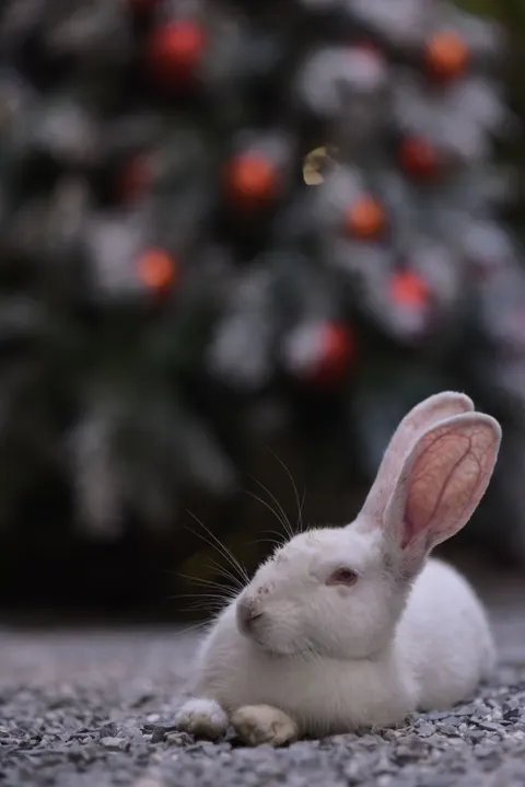Bunny Phone Wallpaper · pets · 1440×2158
