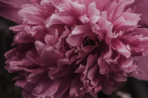 والپیپر گل صدتومانی با کیفیت 4K · flowers · 3840×2555