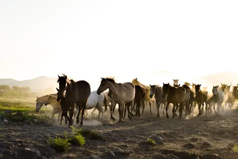 At 4K Duvar Kağıdı · animals · 3840×2560