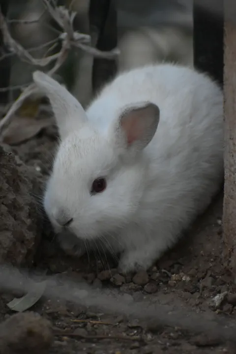 Bunny Phone Wallpaper · pets · 1440×2160