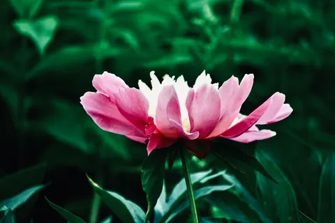 Peony 4K Wallpaper · flowers · 3840×2560