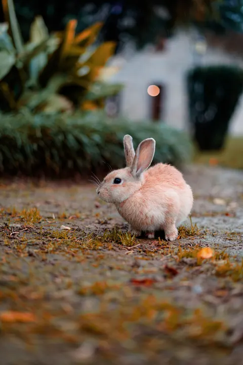 Bunny Phone Wallpaper · pets · 1440×2160