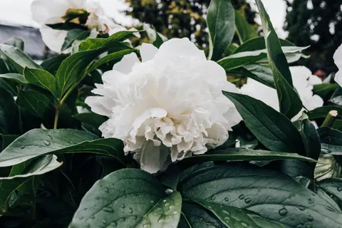 Peony 4K Wallpaper · flowers · 3840×2560