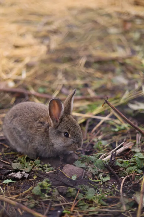 Bunny Phone Wallpaper · pets · 1440×2159