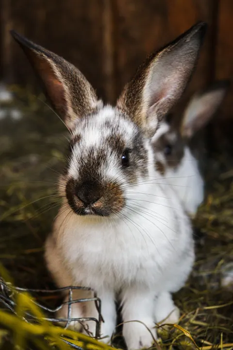 Bunny Phone Wallpaper · pets · 1440×2160