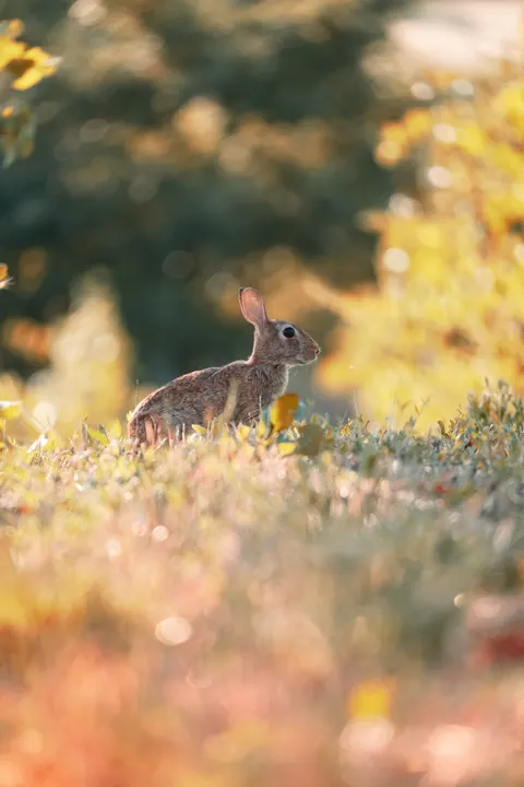 Bunny Phone Wallpaper · pets · 1440×2160