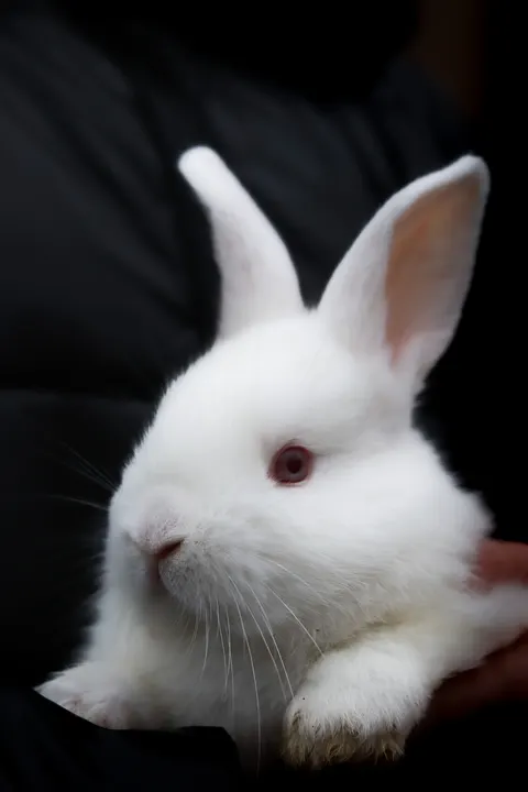 Bunny Phone Wallpaper · pets · 1440×2160