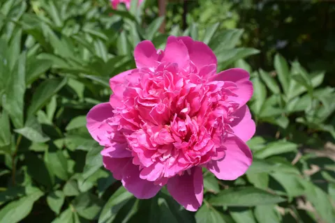 Tapeta Piwonia 4K · flowers · 3840×2560