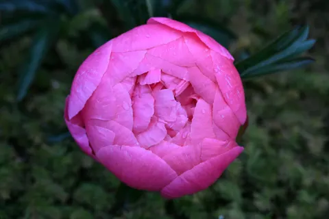 Peony 4K Wallpaper · flowers · 3840×2560