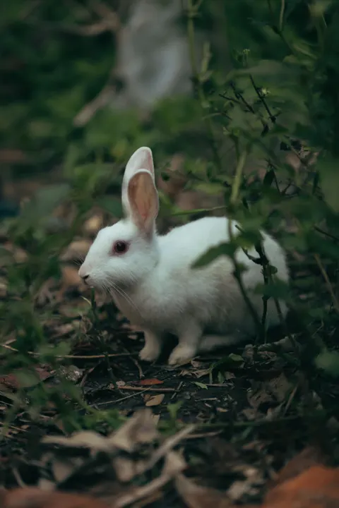 Bunny Phone Wallpaper · pets · 1440×2160