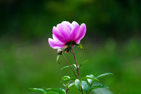Peony 4K Wallpaper · flowers · 3840×2560