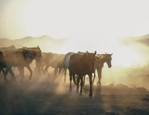 At 4K Duvar Kağıdı · animals · 3840×2965