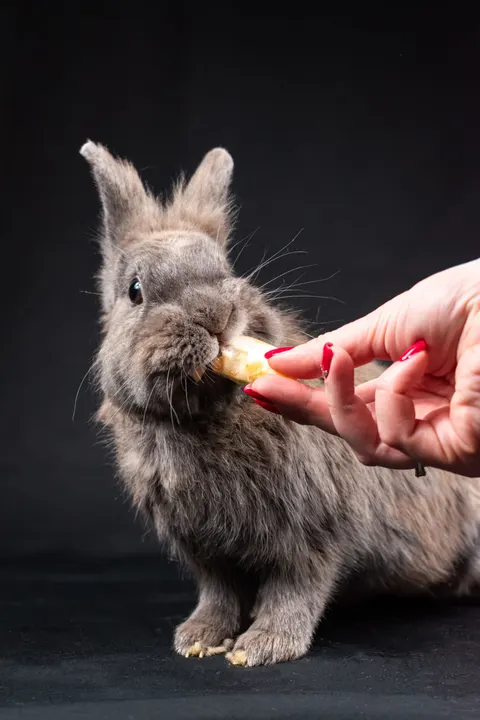 Bunny Phone Wallpaper · pets · 1440×2160