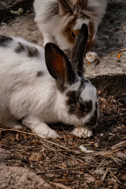 Bunny Phone Wallpaper · pets · 1440×2160