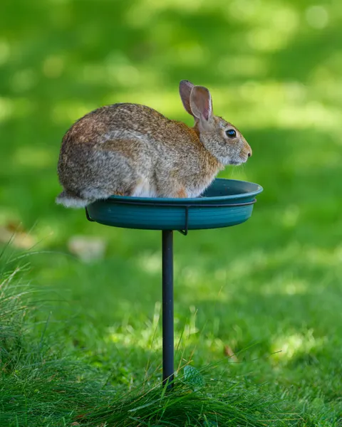 Bunny Phone Wallpaper · pets · 1440×1800