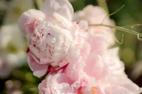 Обои Пион 4K · flowers · 3840×2560
